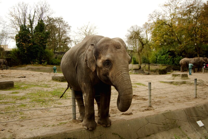 Elephant in Enclosure — Gray
