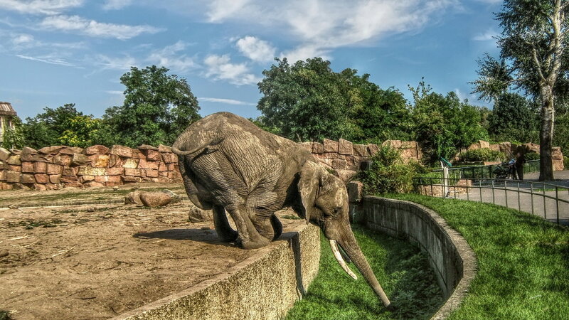 Elephant in Enclosure — Green