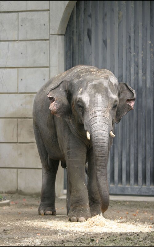 elephant in enclosure