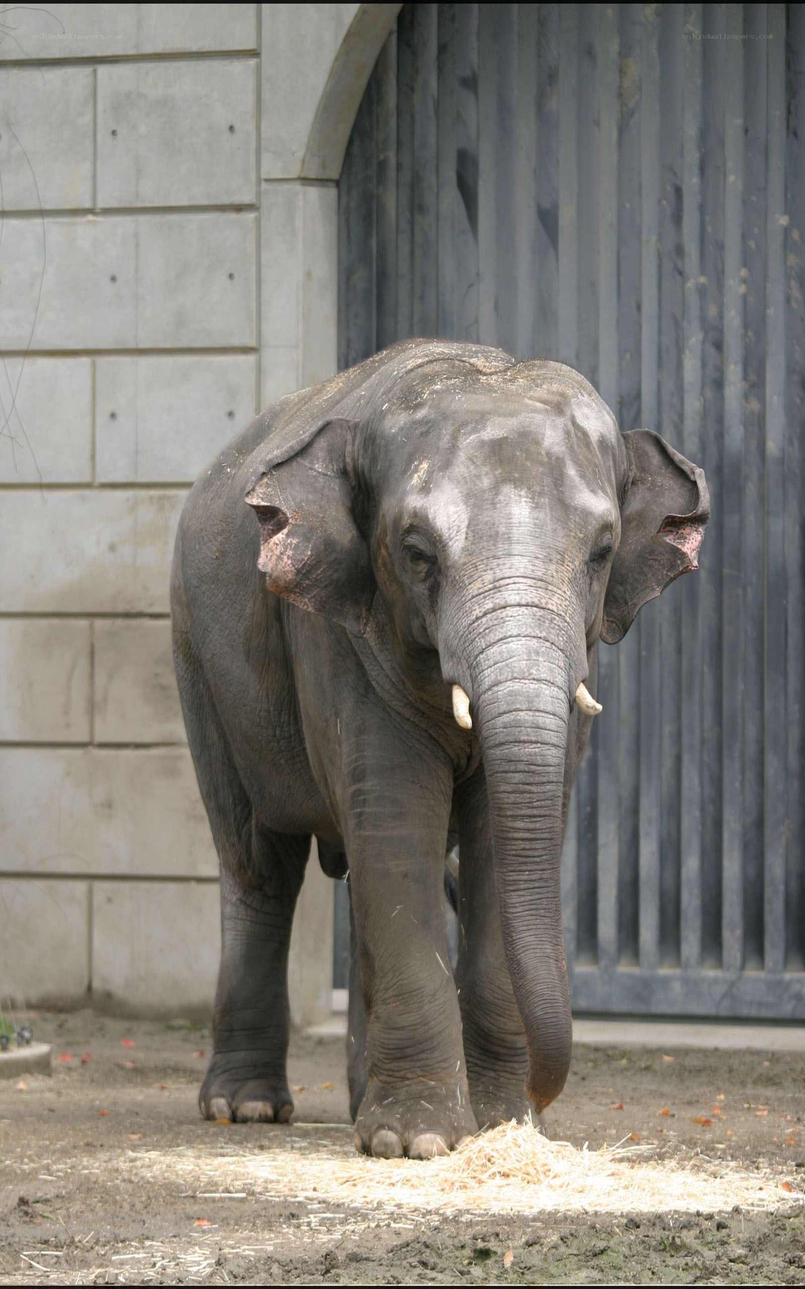 elephant in enclosure