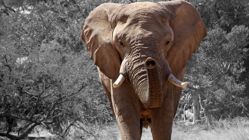Elephant in Forest — Brown