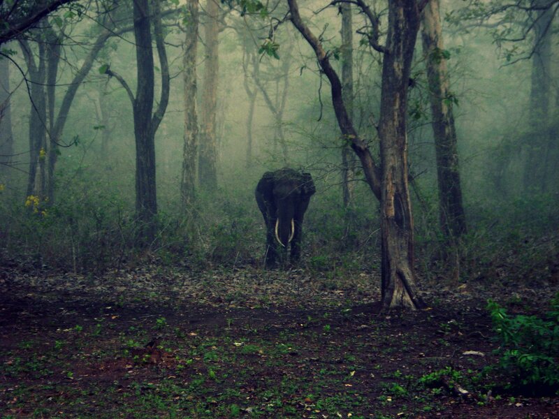 Elephant in Forest — Green, Misty