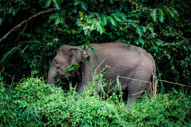 Elephant in Forest — Green, Natural, Photograph