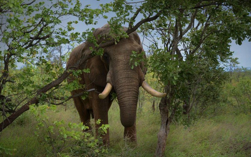 Elephant in Forest — Green, Natural