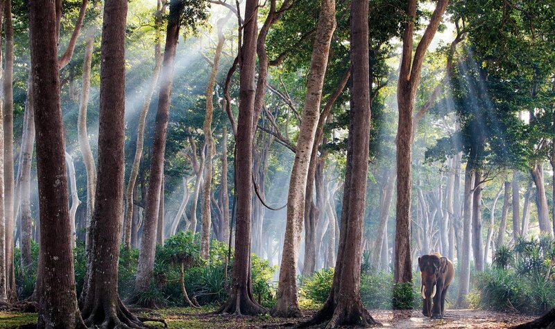 Elephant in Forest — Green, Serene, Morning, Photograph, Trees, Sunlight, Forest Floor