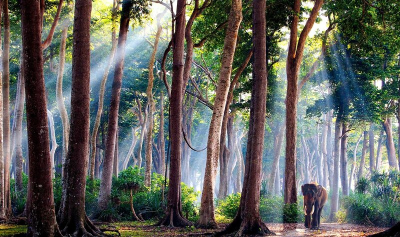 Elephant in Forest — Green, Serene, Morning