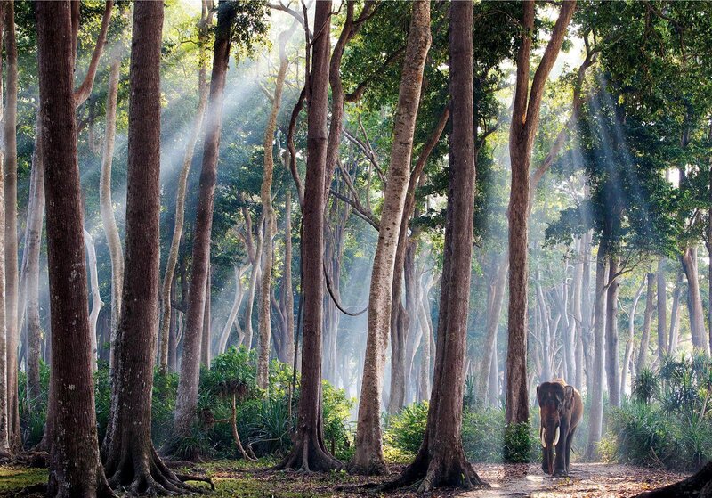 Elephant in Forest — Green, Serene