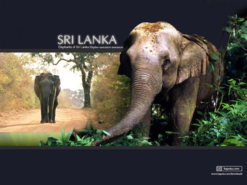 Elephant in Forest — Green