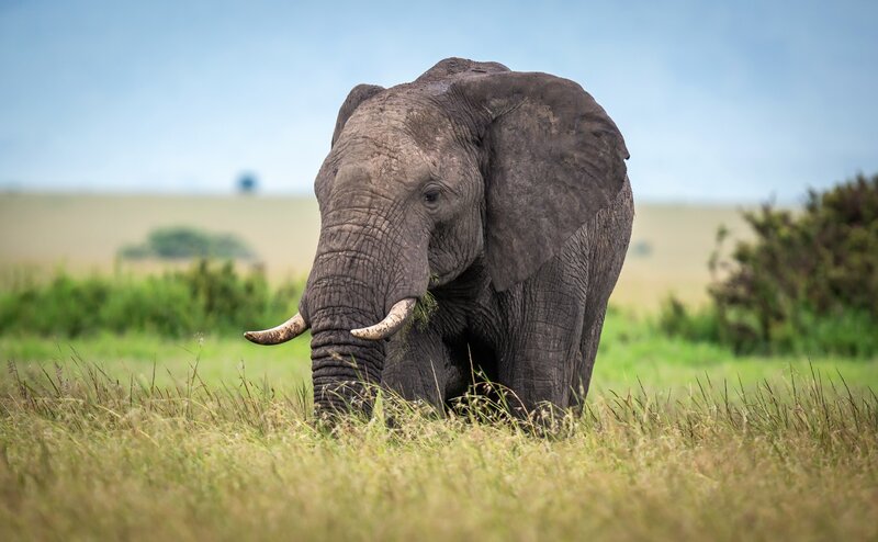 Elephant in Grass — Green, Calm, Afternoon