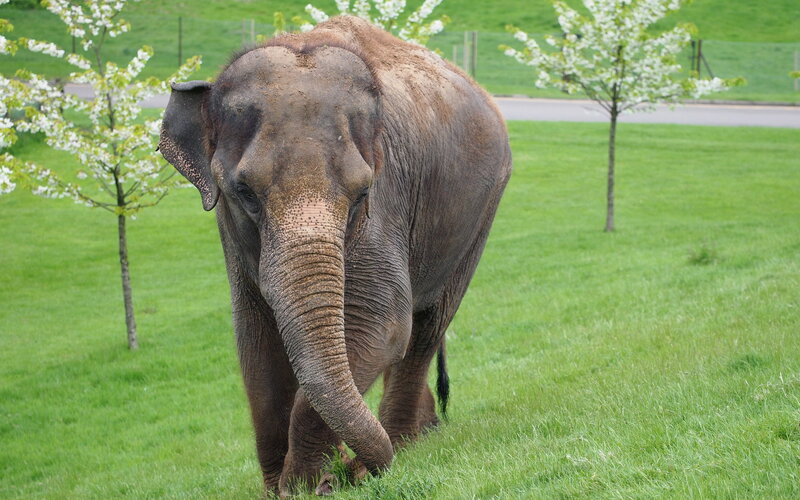 Elephant in Grass — Green, Calm