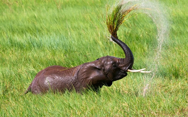 Elephant in Grass — Green, Playful