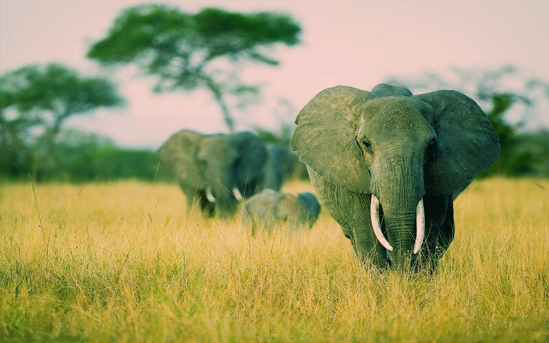 Elephant in Grass — Green, Serene, Afternoon