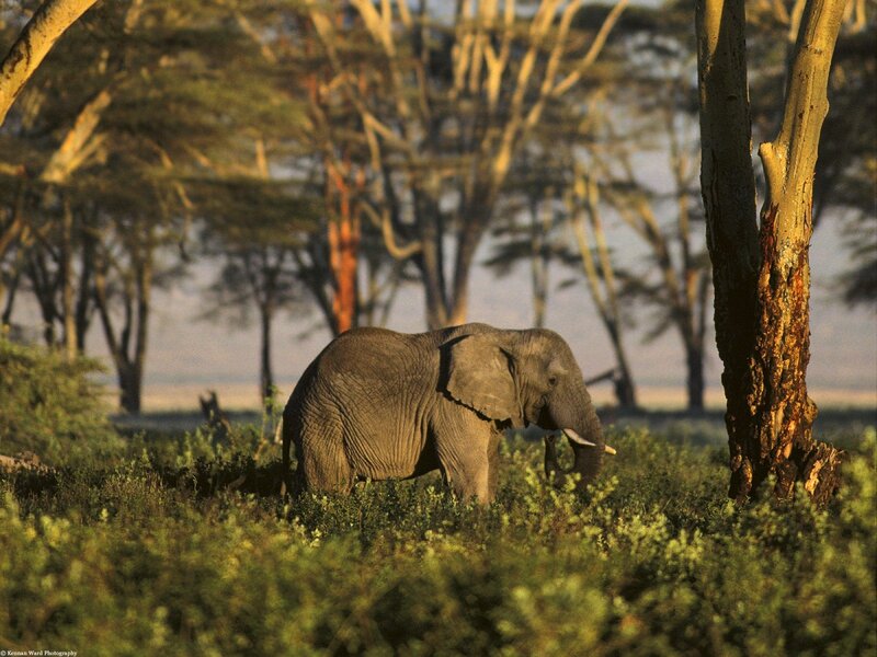 Elephant in Grass — Green, Serene, Morning