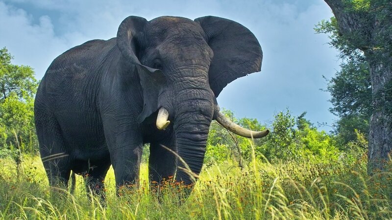 Elephant in Grass — Green