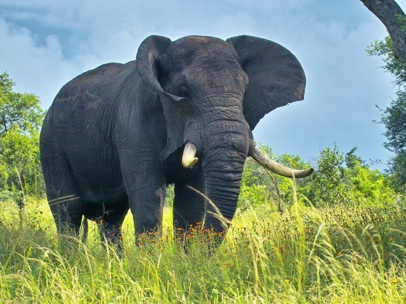 Elephant in Grass