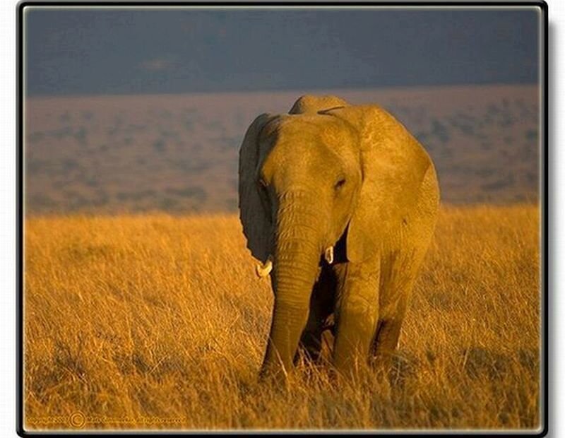 Elephant in Grass — Yellow