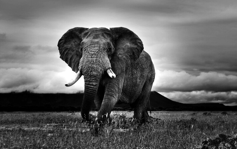 Elephant in Grassland — Black