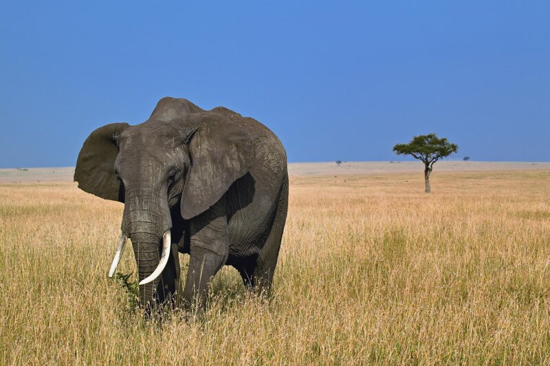 Elephant in Grassland — Blue, Serene, Afternoon, Photograph, Grass, Tree, Sky, Brown, Green