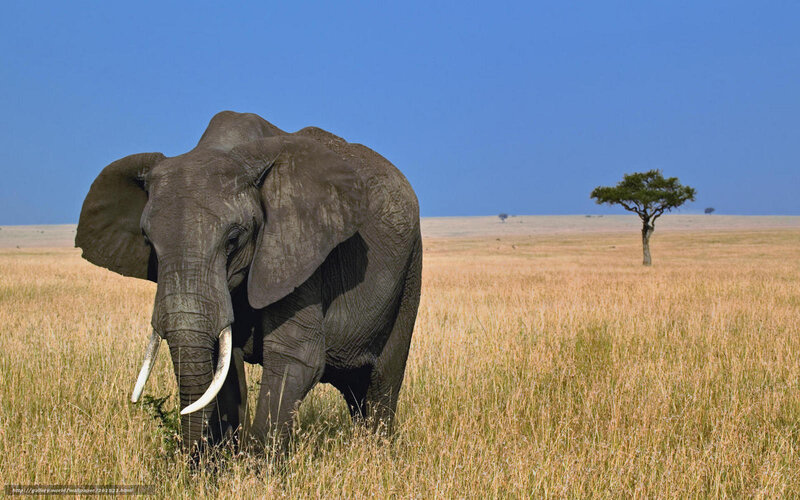 Elephant in Grassland — Blue, Serene, Afternoon