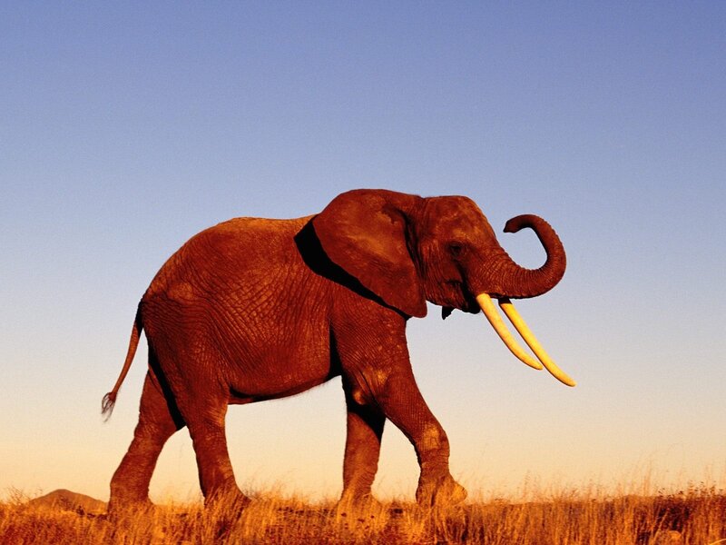 Elephant in Grassland — Blue, Serene, Sunset