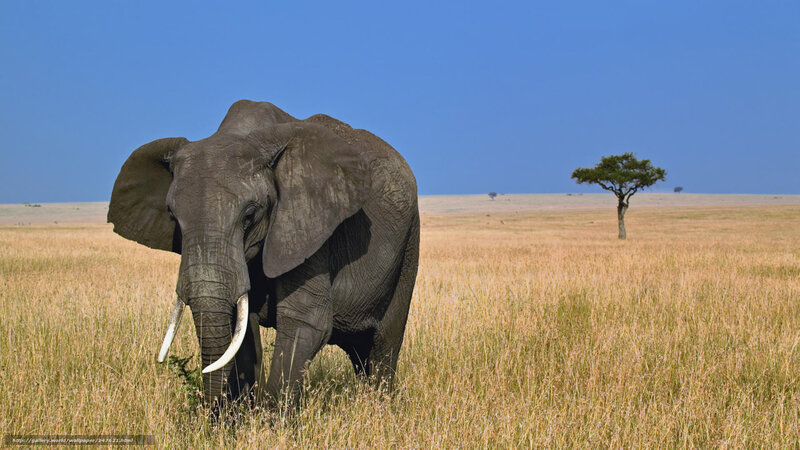 Elephant in Grassland — Blue, Serene