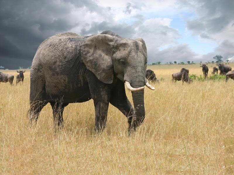Elephant in Grassland — Brown, Dramatic