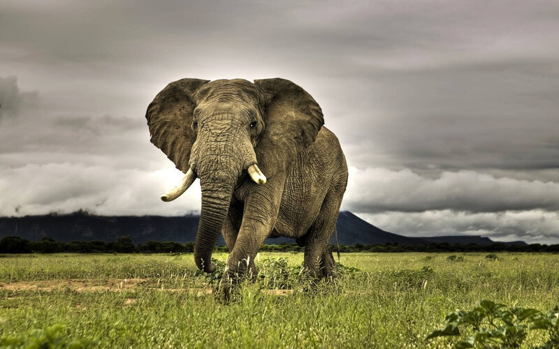 Elephant in Grassland — Dramatic