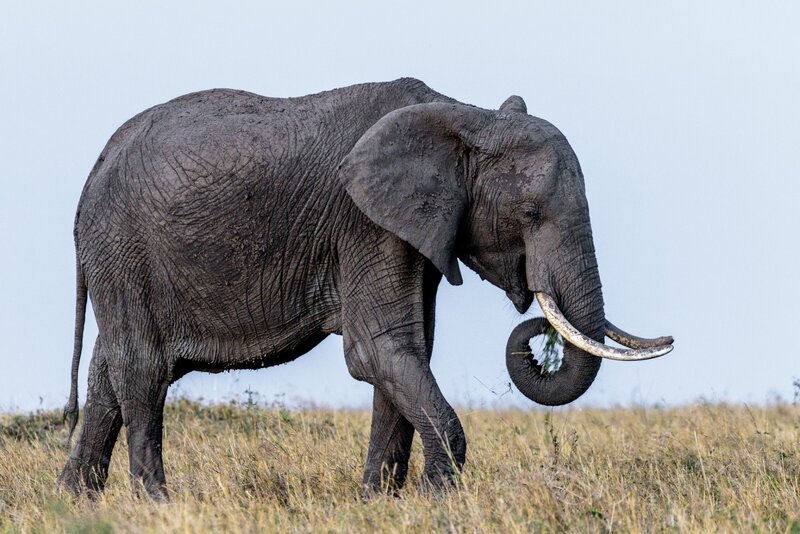 Elephant in Grassland — Gray