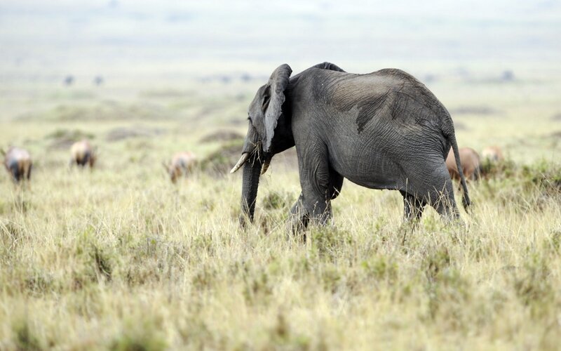Elephant in Grassland — Green, Calm