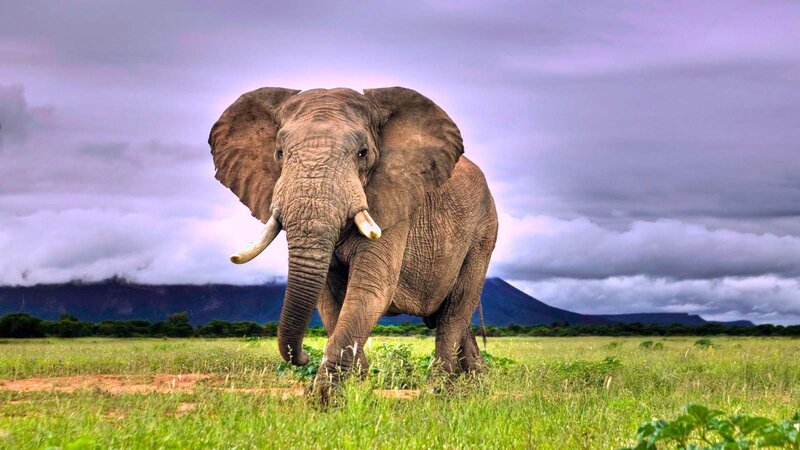 Elephant in Grassland — Green, Dramatic, Afternoon