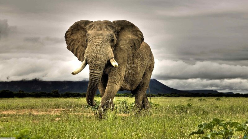 Elephant in Grassland — Green, Dramatic, Photograph, Grass, Mountains