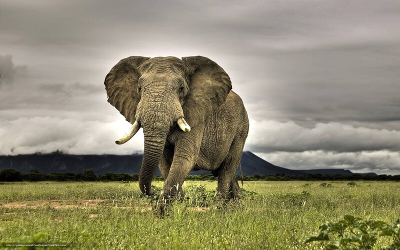 Elephant in Grassland — Green, Dramatic, Photograph, Grass