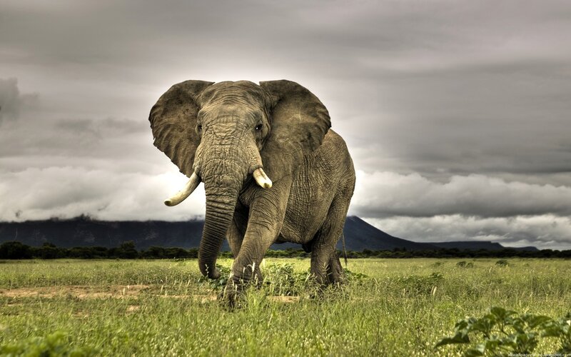 Elephant in Grassland — Green, Dramatic, Photograph