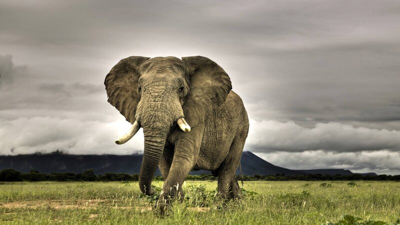 Elephant in Grassland — Green, Dramatic