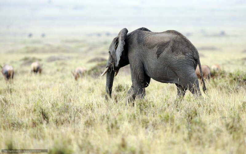 Elephant in Grassland — Green, Natural, Afternoon