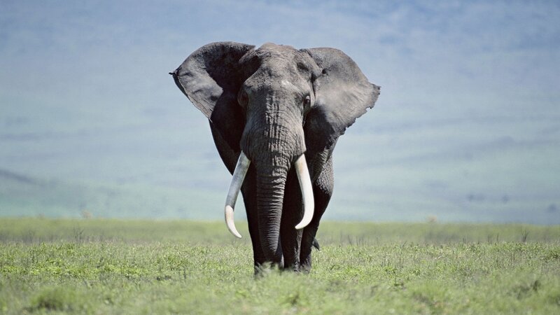 Elephant in Grassland — Green, Serene, Afternoon, Photograph, Grass
