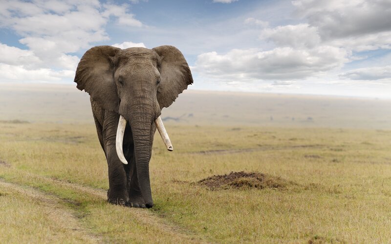 Elephant in Grassland — Green, Serene, Afternoon, Photograph, Sky