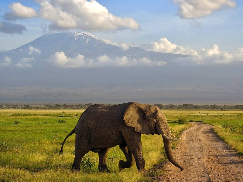Elephant in Grassland — Green, Serene, Afternoon