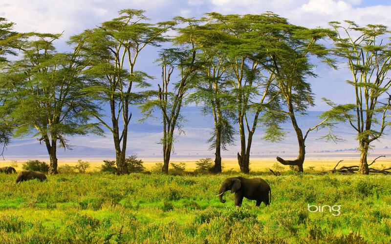 Elephant in Grassland — Green, Serene