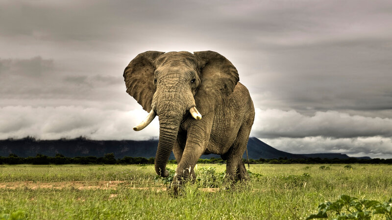 Elephant in Grassland — Green