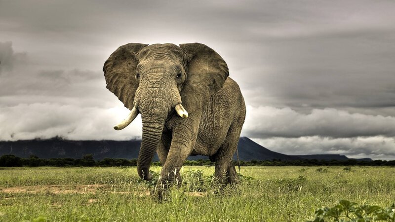 Elephant in Grassland — Photograph