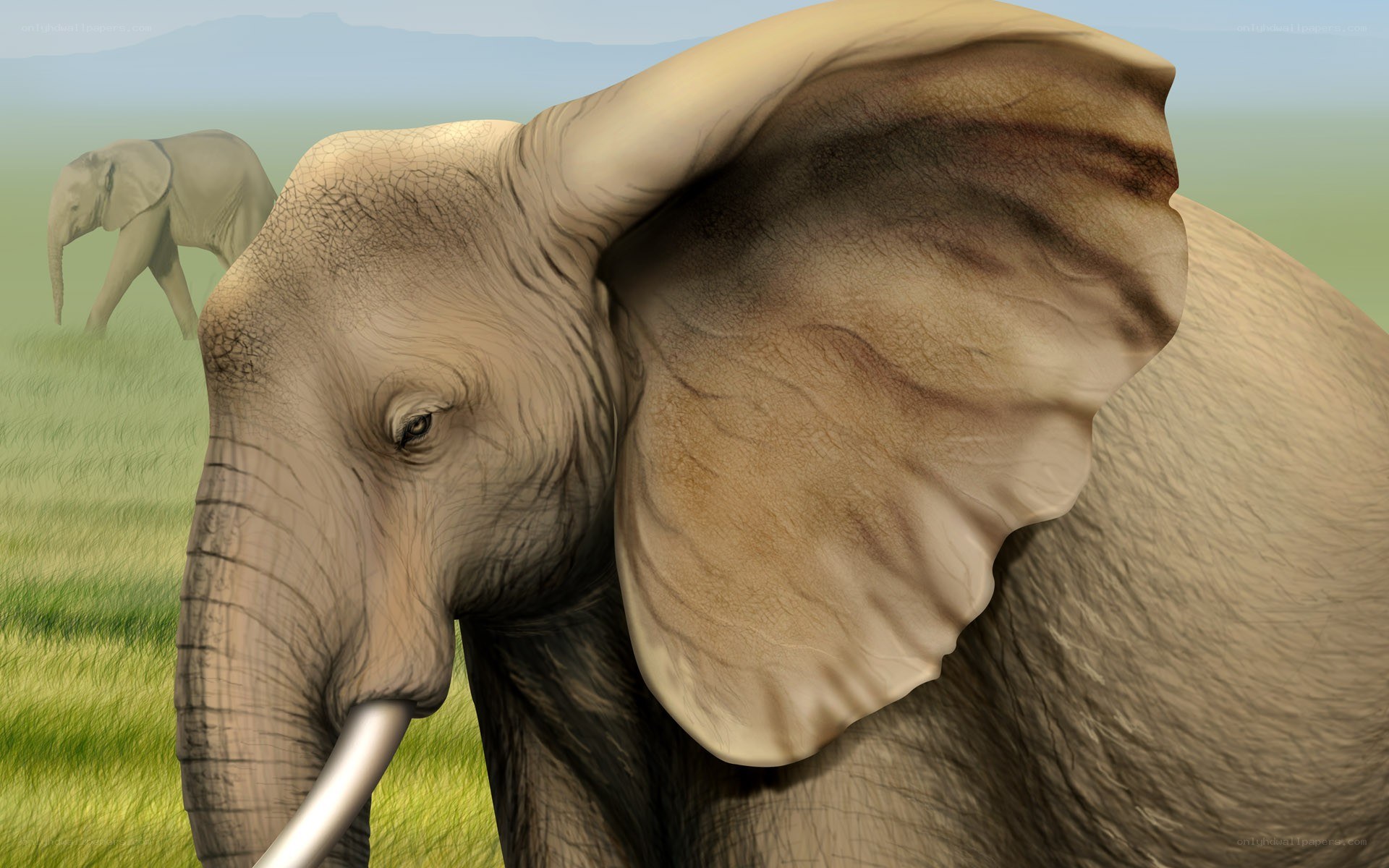 elephant in grassland
