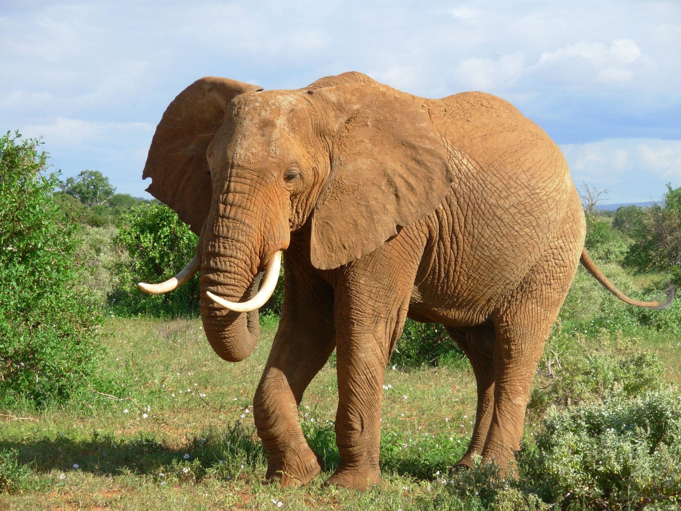 elephant in grassy field