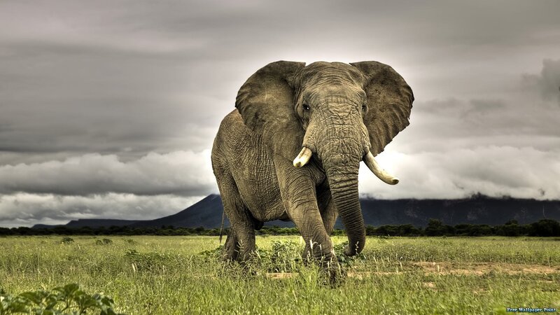 Elephant in Grassy Field — Green, Dramatic