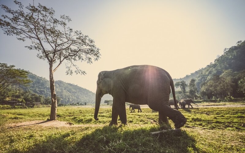 Elephant in Grassy Field — Green, Serene