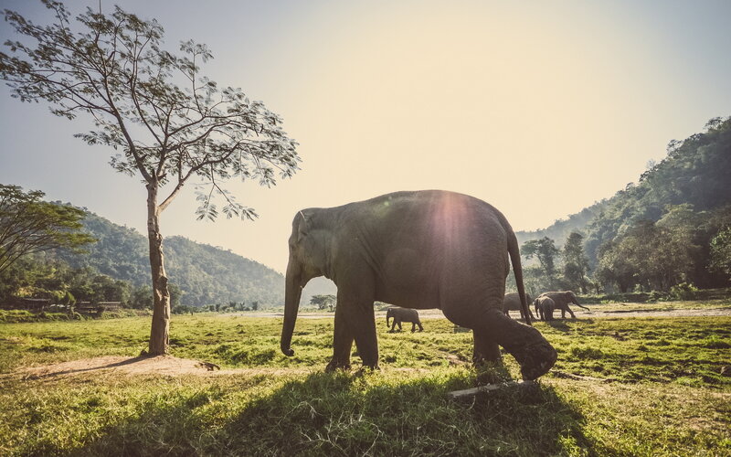 Elephant in Grassy Field — Green