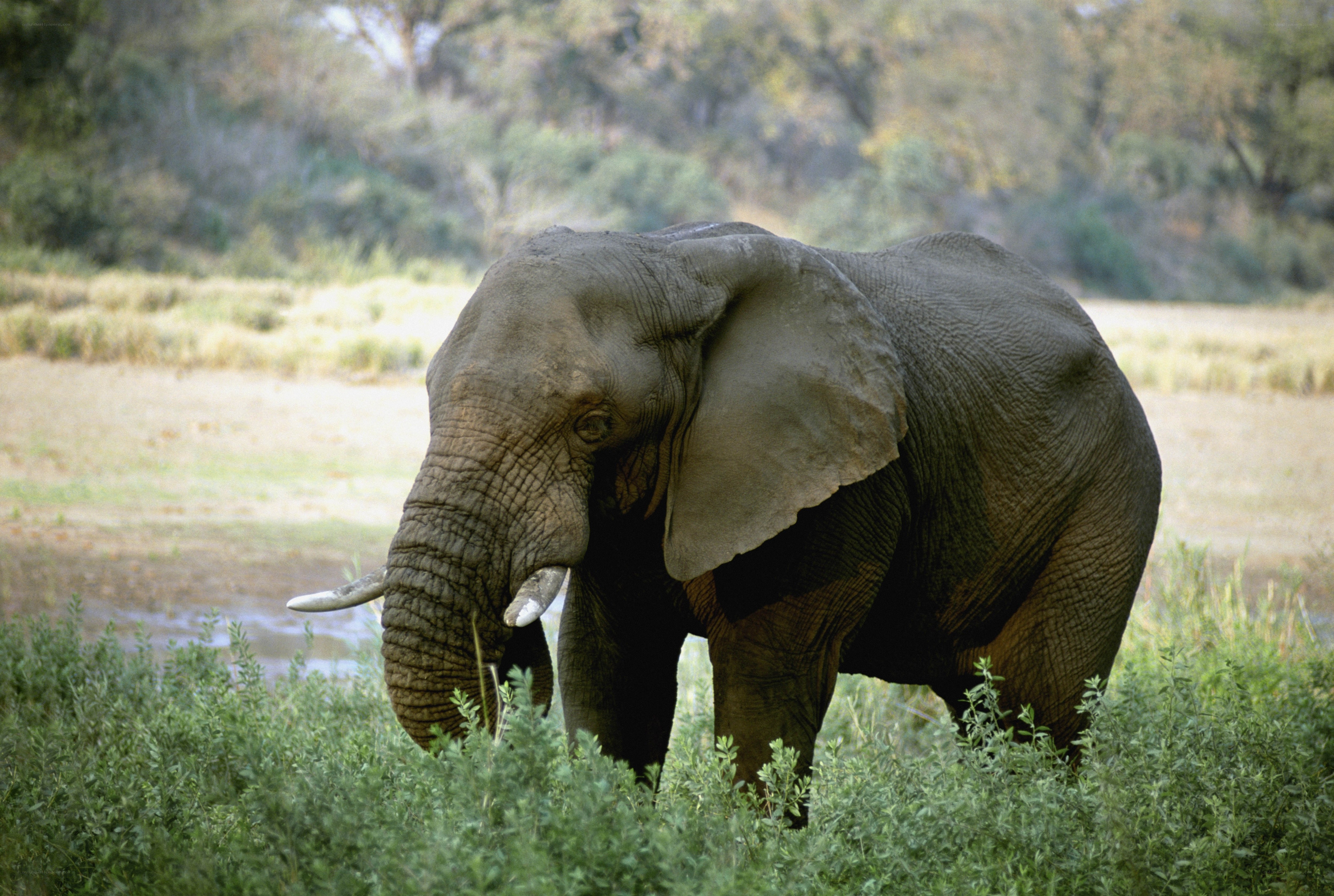 elephant in grassy field