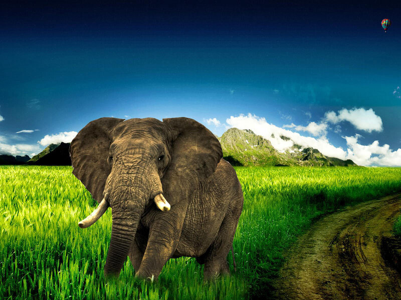 Elephant in Green Field — Serene, Afternoon