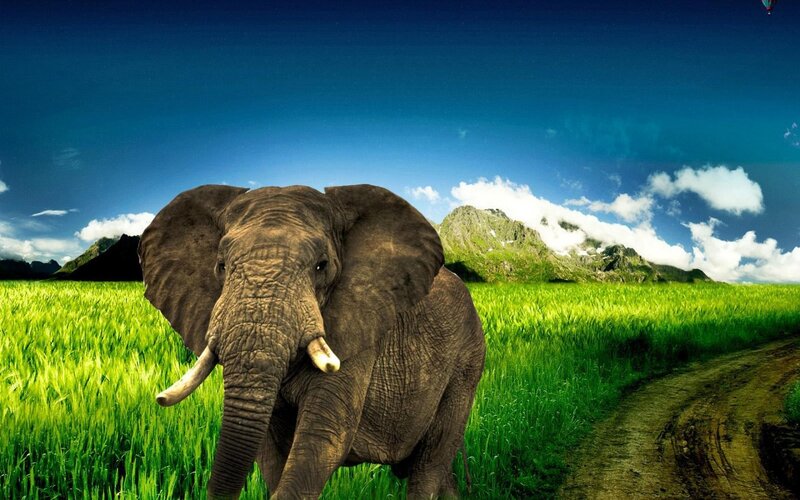 Elephant in Green Field — Serene