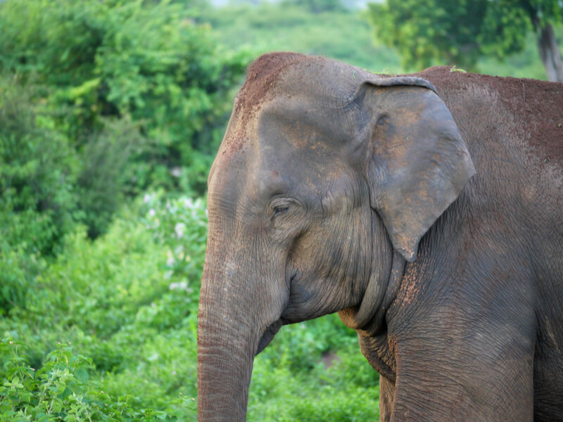 Elephant in Green Foliage